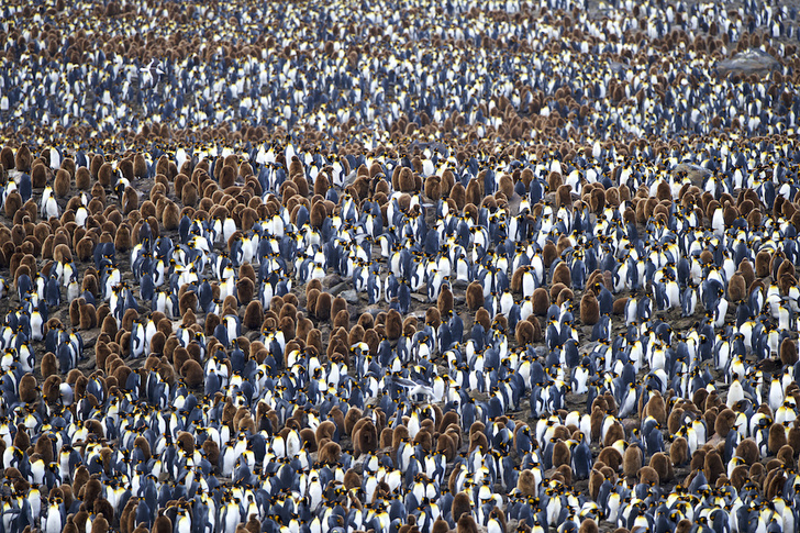 Повелители Антарктики и не только: 7 мест на планете, где можно встретить пингвинов