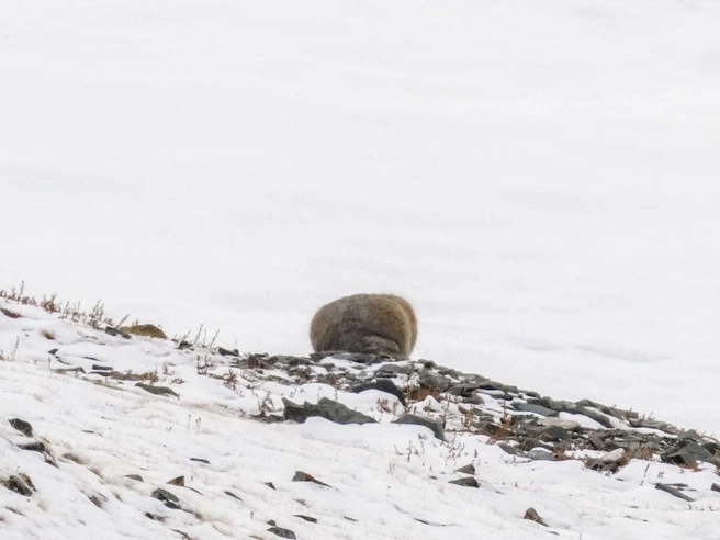 Пушистый обитатель продемонстрировал не только свой внешний вид, но и особенности характера | Источник: Межрегиональная ассоциация «Ирбис»
