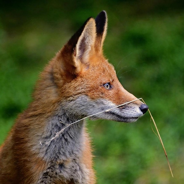 Источник: Liina Heikkinen / Vuoden Luontokuva 2017