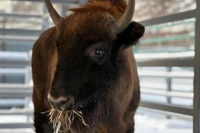 В барнаульский зоопарк привезли молодого зубра