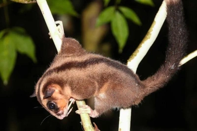 Священный тотем туземцев: в Новой Гвинее нашли зверька, считавшегося вымершим 6000 лет назад