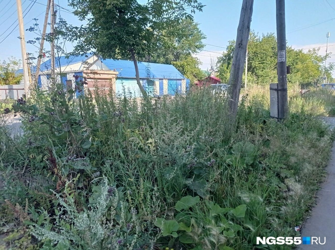 Сорняки в городе можно встретить где угодно | Источник: Сергей Энквист / NGS55.RU