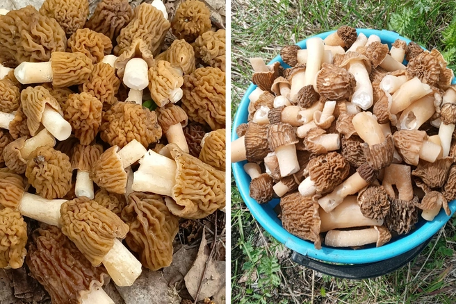 Ярославские грибники уже начали хвастаться «добычей» | Источник: Андрей Бойцов, Олеся Черкасова / Грибы Ярославской области / Vk.com