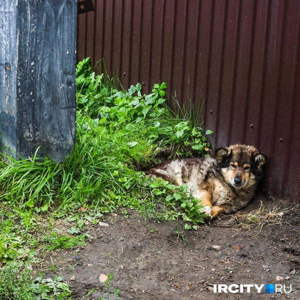А так&nbsp;— «Ангара» вполне обычный дачный поселок | Источник: Ксения Филимонова / «ИрСити»