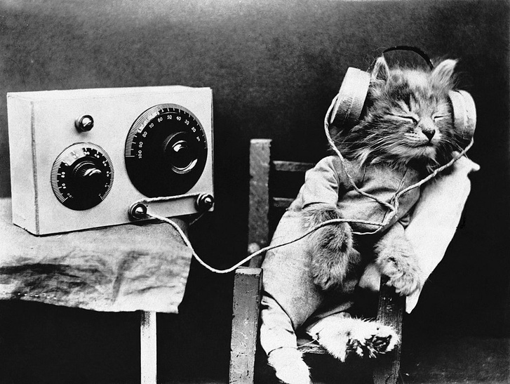 Музыка помогает кошкам пережить стресс