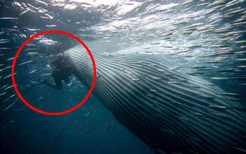 17 невероятных фактов о китах: сердце величиной с машину и жестокость косаток
