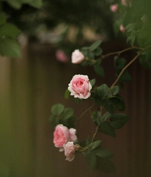 Как обрезать отцветшие розы: инструкция для начинающих садоводов