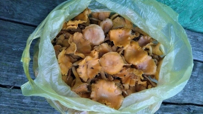 Целый пакет зимних грибов набран 6 декабря | Источник: Лариса Грязнова, «Грибы Ярославской области» / Vk.com