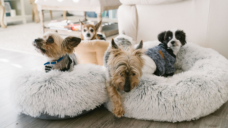 10 причин завести собаку – Благотворительный фонд помощи бездомным животным 