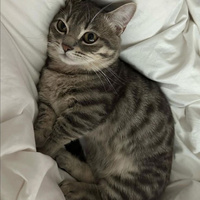 Аватарка voroncova19881