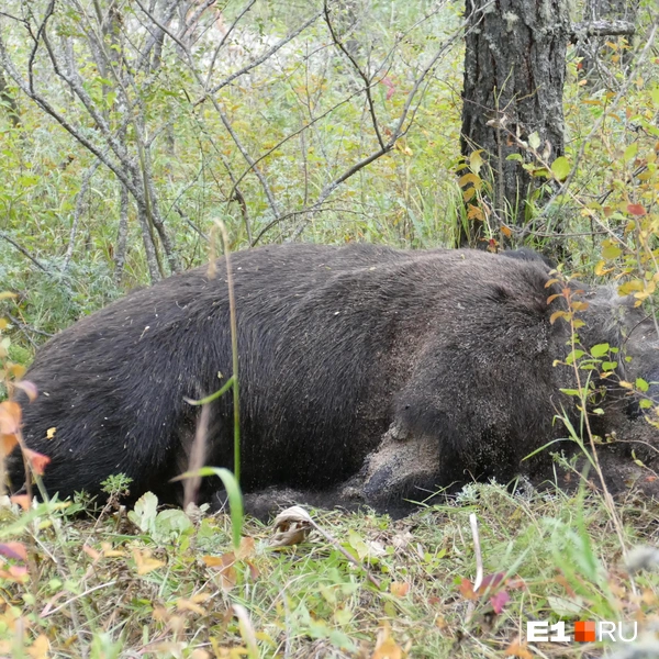 Мертвый медведь совсем рядом с торговыми палатками | Источник: Дарья Черткова