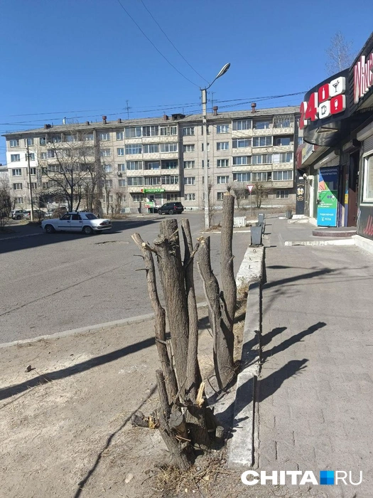 Пни вместо деревьев — это так по-читински | Источник: Любовь Никитина