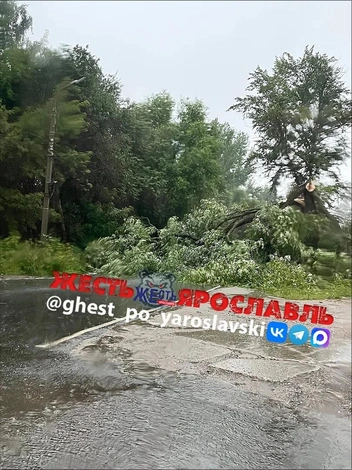 Рухнувшее дерево перекрыло дорогу | Источник: Жесть Ярославль / MAX