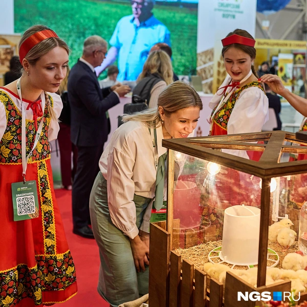 Мимо цыплят пройти были просто невозможно | Источник: Александр Ощепков / NGS.RU