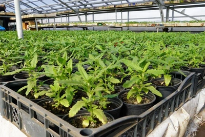 Цветы в Оренбурге: петуния Изи Вэйв и краспедия