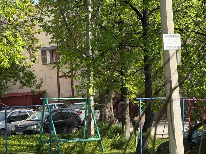 Лось на детской площадке | Источник: Юлия Шальнова