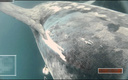 «Киль перерезал ей спину». Опубликовано видео столкновения акулы с кораблем глазами морского хищника