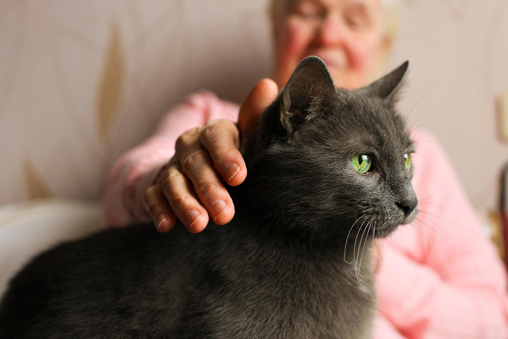 Кошки и собаки помогают сохранить ясный ум и твердую память в старости, утверждают ученые