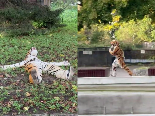 Резвый тигр, так сразу не поймаешь: в зоопарке показали забавные учения по поимке хищника | Источник: Калининградский зоопарк