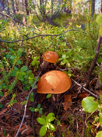 Источник: Наталья Богданова