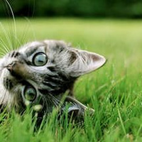 Аватарка Посич