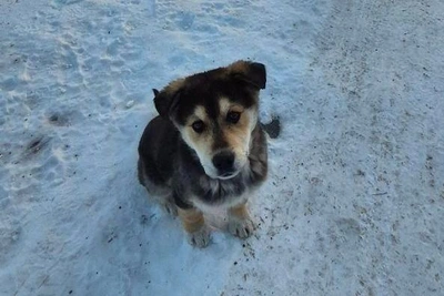 Rescued Blind Dog Rex Becomes a Father in Nakhodka