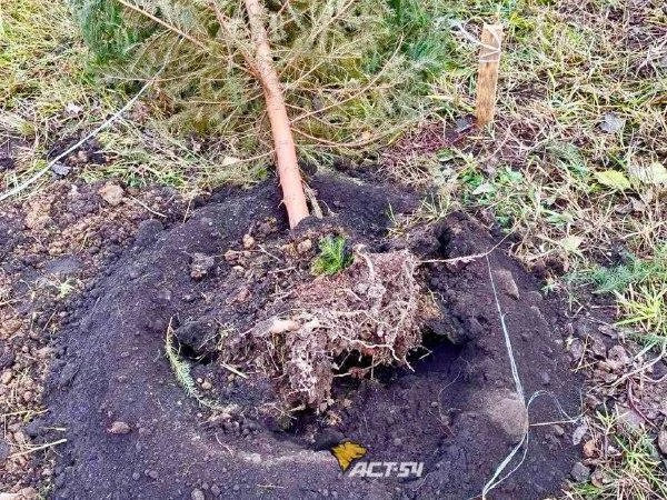 Деревья были высажены всего неделю назад | Источник: «АСТ-54» / «ВКонтакте»