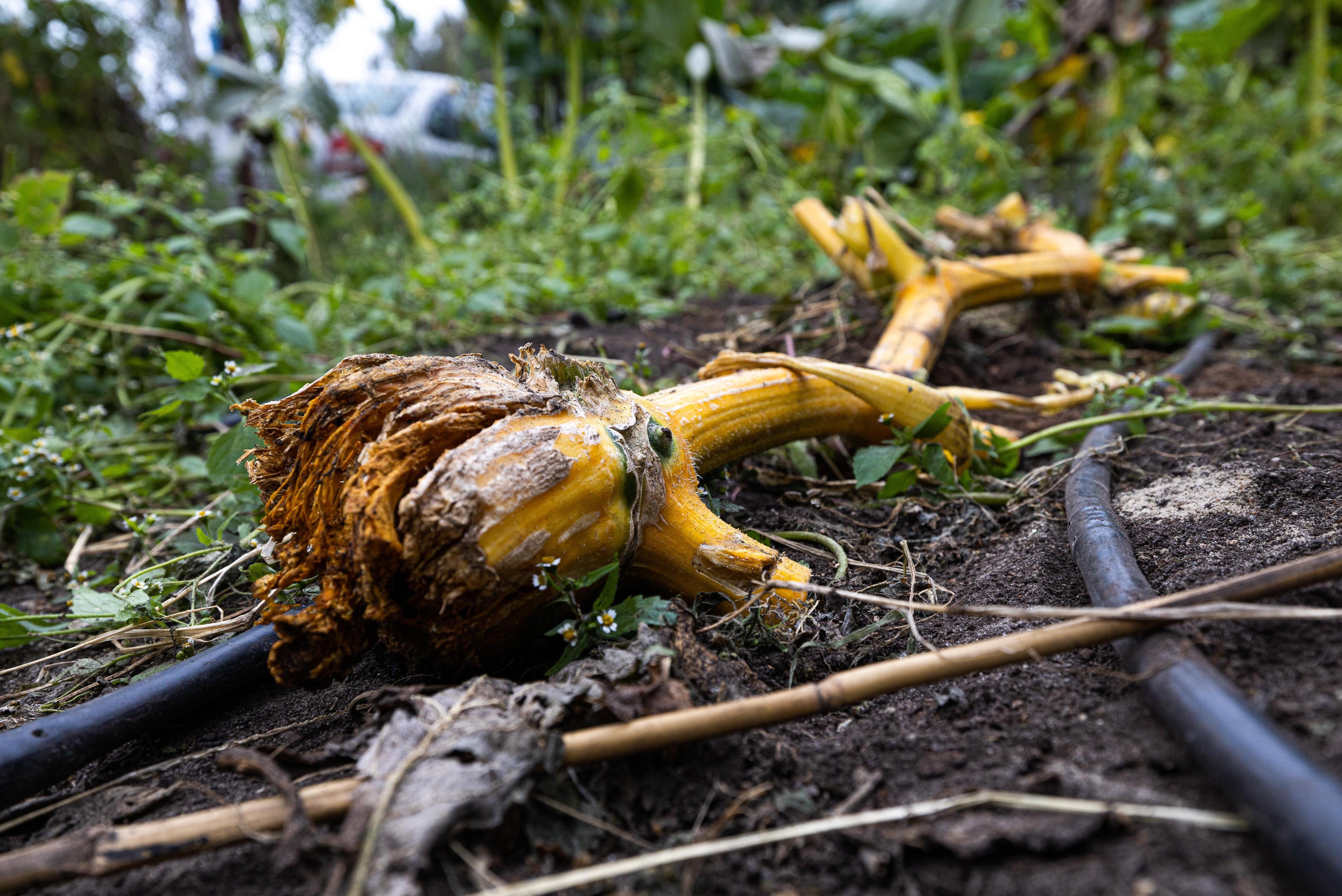 � �������� ������ �������� �����: ��-�� ���� �� �������� �������� ��� �������