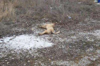В Волгограде отравили бродячих собак в элитном ЖК