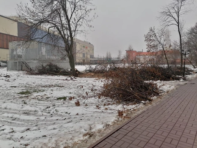 В парке будет вырублено 65 деревьев | Источник: читатель 76.RU