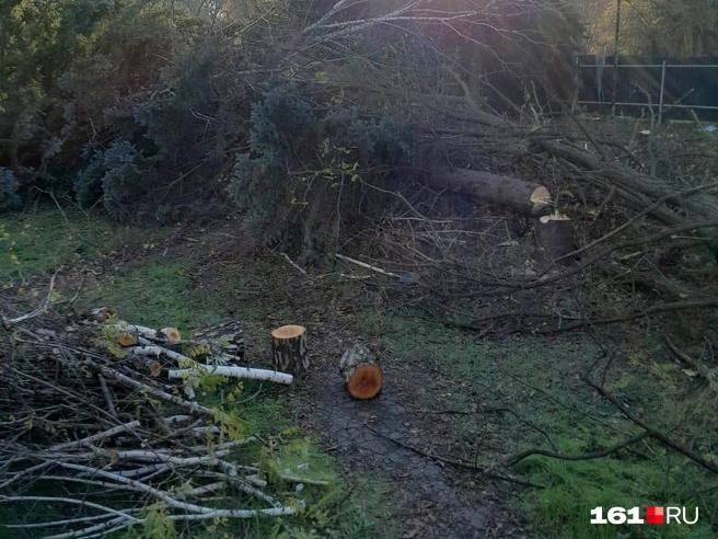 Полувековые ели вырубили в ноябре 2023 года | Источник: Ирина Якымив