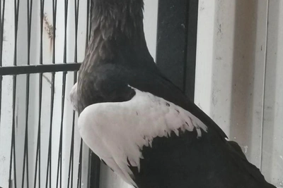 Steller's Sea Eagle Found in Bag on Nizhny Novgorod Parking Lot