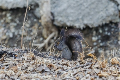 В Забайкалье 2 февраля ожидаются снег и потепление