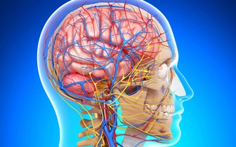 Слабые связи не восстанавливаются: ученые объяснили, как кровеносная система «запоминает» инсульт