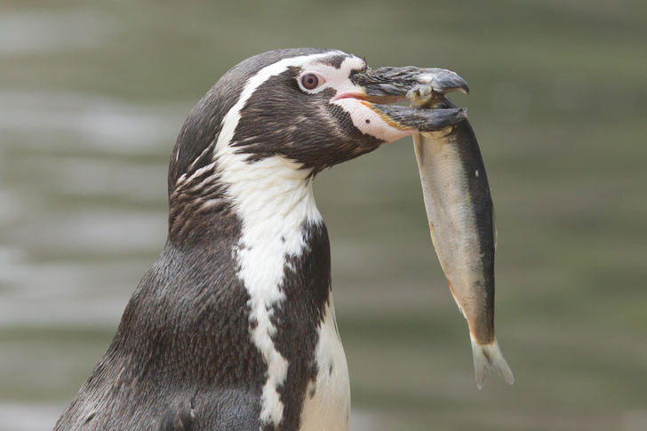 Рожденные не летать: как строят свою жизнь пингвины