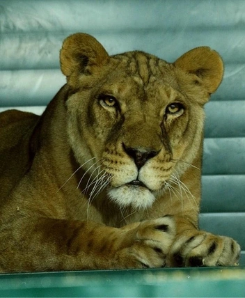 Сколько достоинства в этом взгляде | Источник: «Иркутский зоопарк» / Telegram