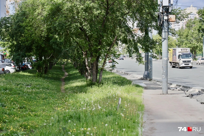 Дорожка для пешеходов пойдет вдоль дороги, велосипедная&nbsp;— между деревьями | Источник: Наталья Лапцевич