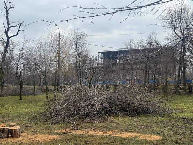 Подготовка к компенсационным посадкам новых деревьев | Источник: Марина Рыбалкина / 161.RU