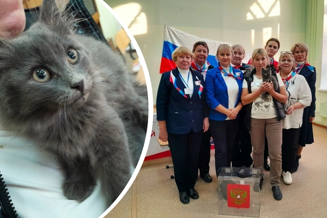 Этот серого котенка достали из подвала | Источник: Голос молодежи Соликамского городского округа / vk.com