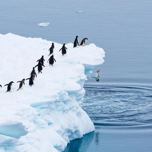 «Кто последний на трамплин?» | Источник: Nikon Comedy Wildlife Awards 2025