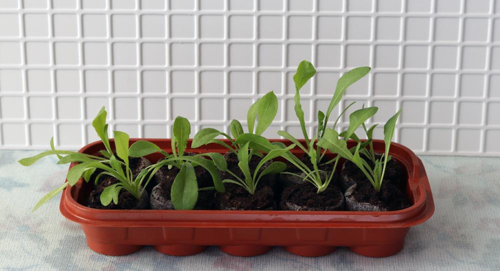 Яркий букет: как вырастить статицу из семян в домашних условиях