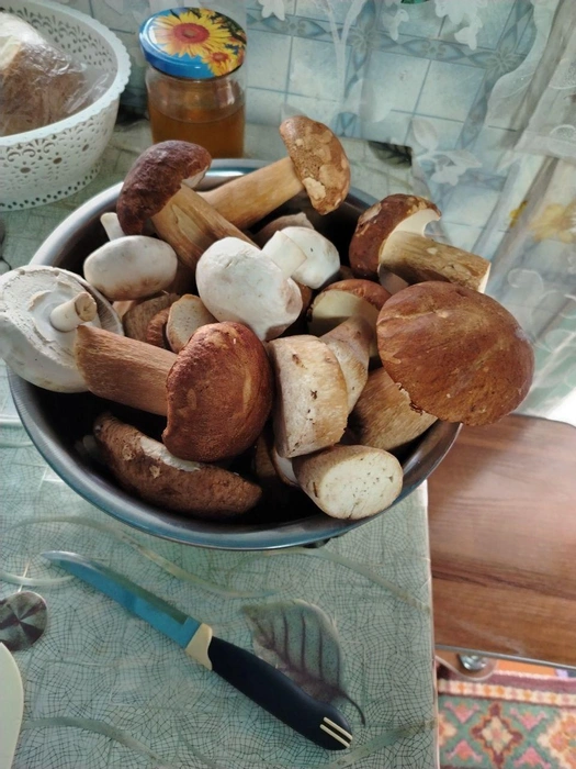 А какой хороший будет грибной суп! | Источник: читатель NGS24.RU 