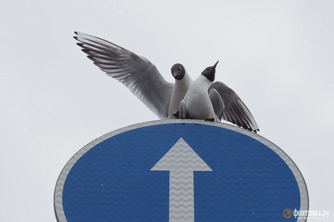 Вильфанд объяснил, почему будет экстремально тепло | Источник: Михаил Огнев / «Фонтанка.ру»