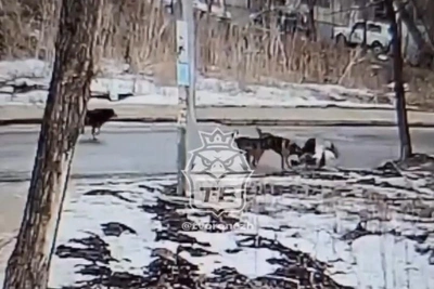 Стая бродячих псов напала на девушку в Воронеже