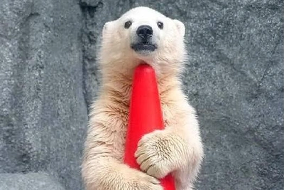 Momota the polar bear cub conquers the internet