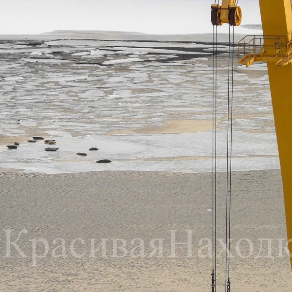 Источник: «Красивая Находка» / T.me