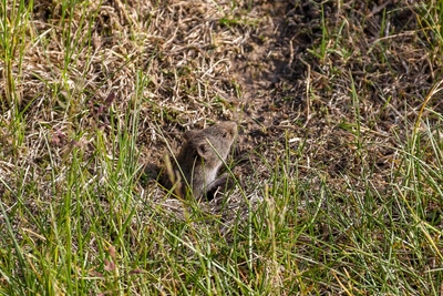 Нижегородской области грозит нашествие грызунов