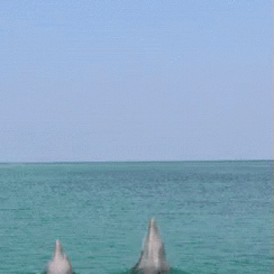 Тест: Кто ты больше – кит или дельфин?