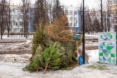 Куда сдать новогоднюю елку в Барнауле для утилизации?
