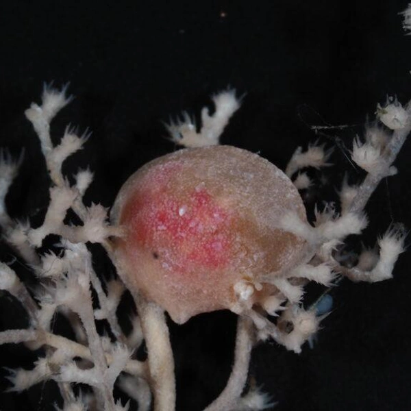 Японские океанологи открыли 38 новых живых существ. Посмотрите, кто обитает в Нанкайском желобе